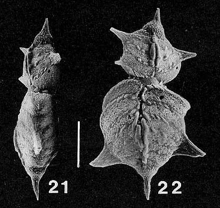 Punctobolivinella unca Hayward PARATYPE