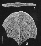 Quasibolivinella bermudezi Hayward HOLOTYPE