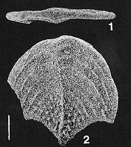 Quasibolivinella bermudezi Hayward HOLOTYPE