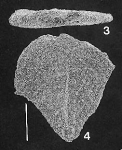 Quasibolivinella bermudezi Hayward PARATYPE