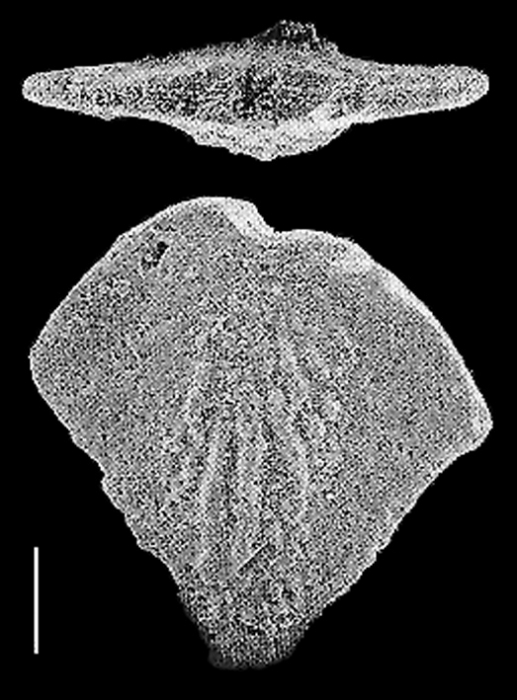 Quasibolivinella finlayi Hayward PARATYPE Quasibolivinella finlayi Hayward PARATYPE