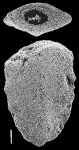 Quasibolivinella taylori Quilty