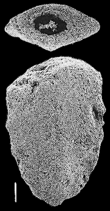 Quasibolivinella taylori Quilty