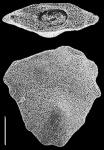 Quasibolivinella taylori Quilty
