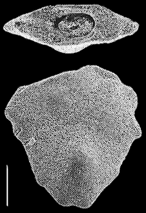 Quasibolivinella taylori Quilty