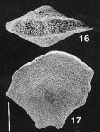 Quasibolivinella taylori Quilty