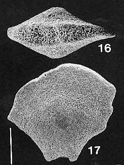Quasibolivinella taylori Quilty