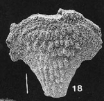 Bolivinella cubensis Cushman & Bermudez TOPOTYPE