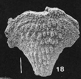 Bolivinella cubensis Cushman & Bermudez TOPOTYPE