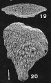 Bolivinella cubensis Cushman & Bermudez, author: Hayward, Bruce