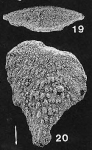 Bolivinella cubensis Cushman & Bermudez