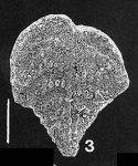 Rhombobolivinella droogeri Hayward PARATYPE