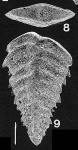 Rhombobolivinella romboidalis (Krasheninnikov & Koshevnikova)