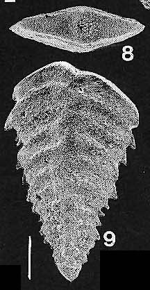 Rhombobolivinella romboidalis (Krasheninnikov & Koshevnikova)