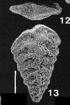Rhombobolivinella sztrakosi italia Hayward PARATYPE