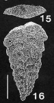 Rhombobolivinella sztrakosi italia Hayward PARATYPE