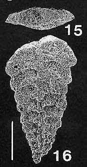 Rhombobolivinella sztrakosi italia Hayward PARATYPE