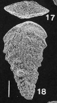 Rhombobolivinella sztrakosi Hayward HOLOTYPE