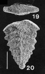 Rhombobolivinella sztrakosi Hayward PARATYPE