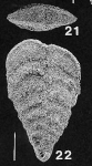Rhombobolivinella toddae Hayward HOLOTYPE
