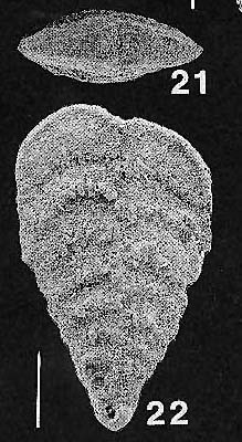 Rhombobolivinella toddae Hayward HOLOTYPE