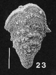 Rhombobolivinella toddae Hayward PARATYPE