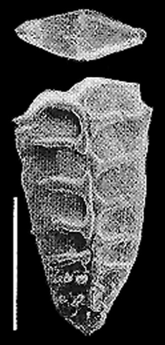 Rugobolivinella barcooae Cann & Hayward HOLOTYPE