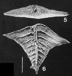 Rugobolivinella elegans (Parr)