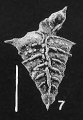 Rugobolivinella elegans (Parr), author: Hayward, Bruce
