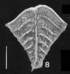 Rugobolivinella elegans (Parr)