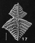 Rugobolivinella elegans (Parr) plastagammic pair