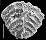 Rugobolivinella bensoni Hayward PARATYPE