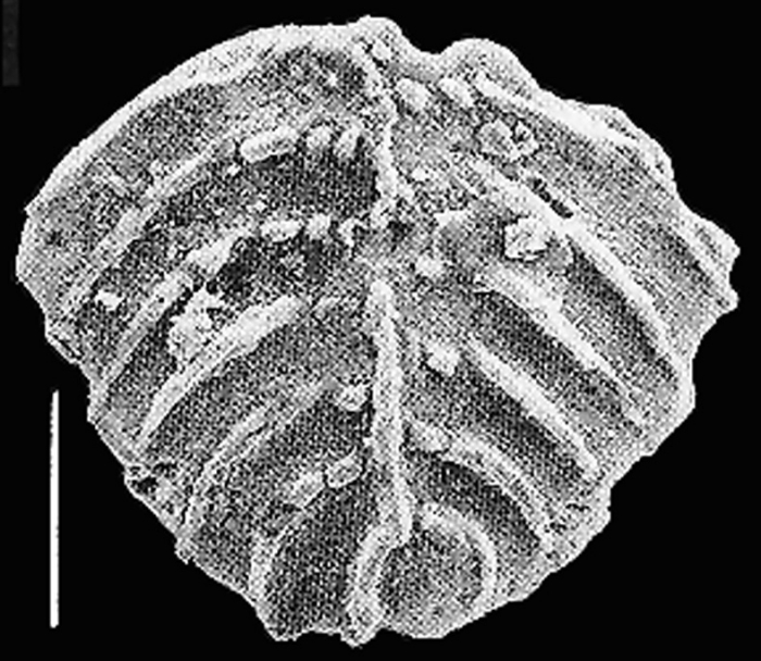 Rugobolivinella bensoni Hayward PARATYPE