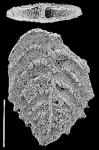 Rugobolivinella scotti Hayward PARATYPE