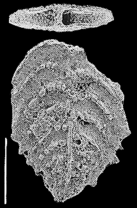 Rugobolivinella scotti Hayward PARATYPE