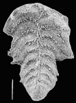 Rugobolivinella scotti Hayward HOLOTYPE