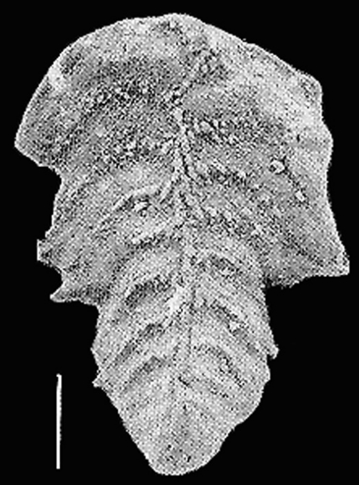 Rugobolivinella scotti Hayward HOLOTYPE