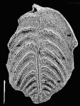 Rugobolivinella pendens (Collins)