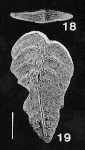 Bolivinella margaritacea (Cushman) TOPOTYPE