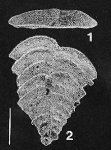 Rugobolivinella poignantae Hayward PARATYPE
