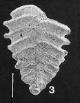Rugobolivinella poignantae Hayward PARATYPE
