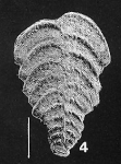 Rugobolivinella poignantae Hayward PARATYPE