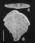 Rugobolivinella poignantae Hayward PARATYPE