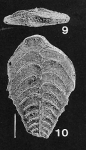 Rugobolivinella rugosa (Howe) 