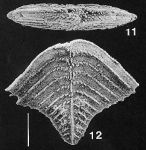 Rugobolivinella rugosa (Howe) 