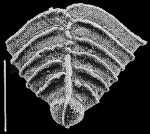 Rugobolivinella rugosa (Howe) 