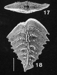 Bolivinella spinosa Hayward PARATYPE
