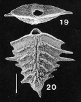 Bolivinella spinosa Hayward PARATYPE