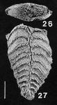 Rugobolivinella spinosa Hayward 