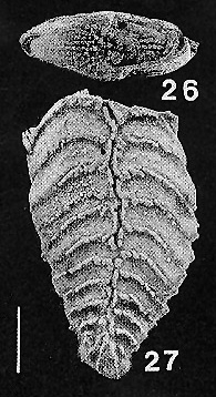 Rugobolivinella spinosa Hayward 